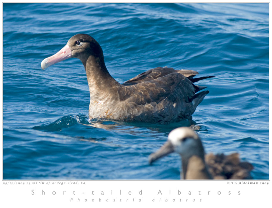 Short-tailed Albatross